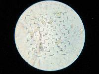 Phycomyces blakesleeanus image