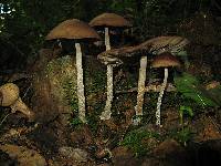 Psilocybe zapotecorum image