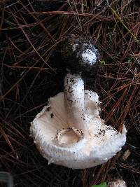 Chlorophyllum brunneum image