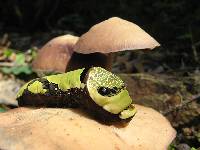 Psilocybe zapotecorum image