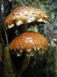 Hemistropharia albocrenulata image