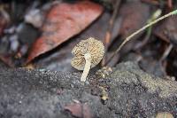 Simocybe centunculus var. centunculus image