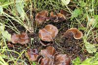 Psilocybe cyanescens image