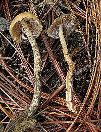 Psilocybe zapotecorum image