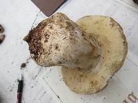 Boletus rex-veris image