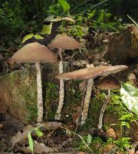 Psilocybe zapotecorum image