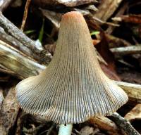 Coprinopsis lagopus image