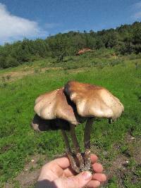 Psilocybe caerulescens image