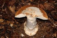 Amanita velosa image