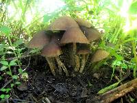 Psilocybe zapotecorum image