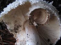 Chlorophyllum brunneum image