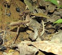 Psilocybe zapotecorum image