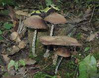 Psilocybe zapotecorum image