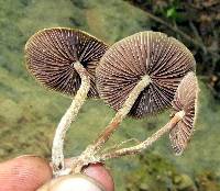 Psilocybe zapotecorum image