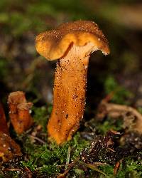 Craterellus tubaeformis image