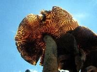 Psilocybe zapotecorum image