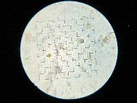 Phycomyces blakesleeanus image