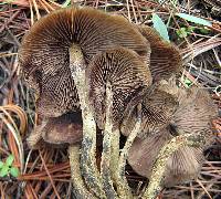 Psilocybe zapotecorum image