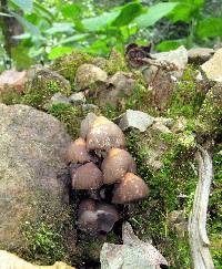 Psilocybe zapotecorum image