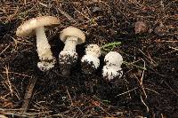 Amanita pantherina image