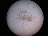 Phycomyces blakesleeanus image