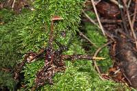 Auriscalpium vulgare image