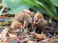 Psilocybe cyanescens image