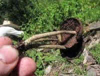 Psilocybe zapotecorum image