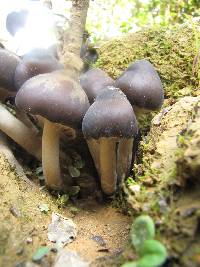 Psilocybe caerulescens image