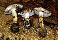 Amanita calyptratoides image