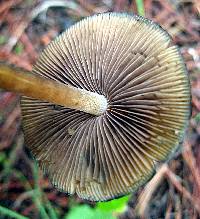 Psilocybe caerulescens image