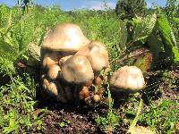 Psilocybe caerulescens image