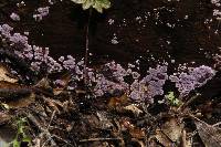 Hypochnella violacea image