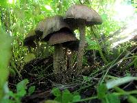 Psilocybe zapotecorum image