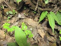 Psilocybe zapotecorum image