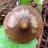 Psilocybe caerulescens image