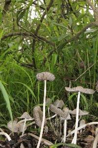 Coprinopsis lagopus image