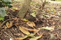 Geastrum fornicatum image