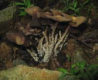 Psilocybe zapotecorum image