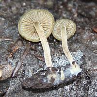 Simocybe centunculus var. centunculus image