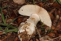 Amanita velosa image