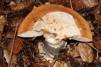 Amanita velosa image