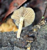 Simocybe centunculus var. centunculus image