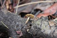 Simocybe centunculus var. centunculus image