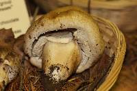 Agaricus osecanus image