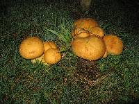 Gymnopilus ventricosus image