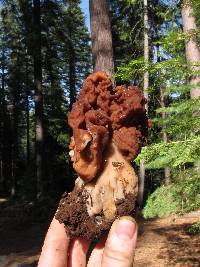 Gyromitra esculenta image