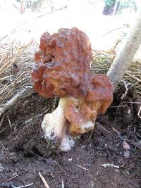 Gyromitra esculenta image