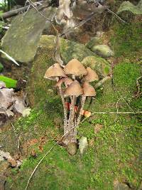 Psilocybe zapotecorum image