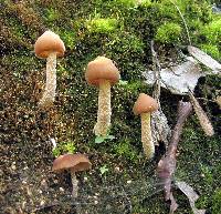 Psilocybe zapotecorum image